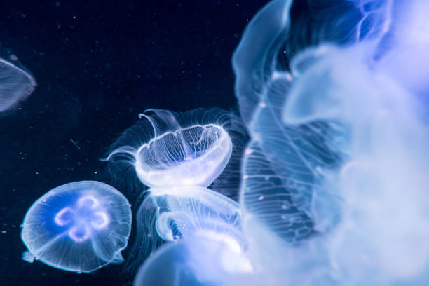istock Moon jelly fish in aquarium 812259914