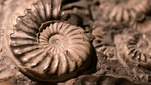 istock Fossil & Ammonite for fuel energy 812259988