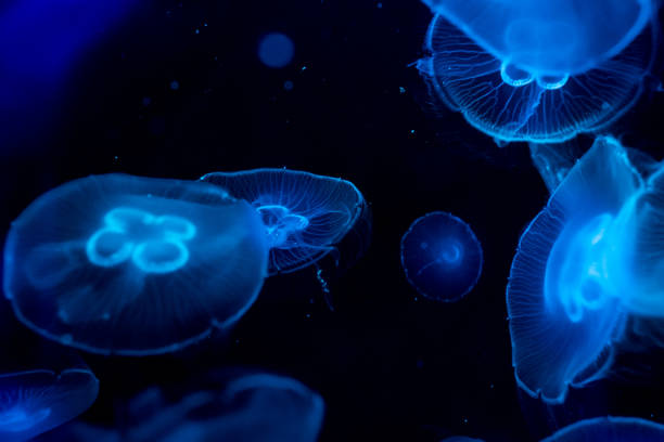 istock Moon jelly fish in aquarium 812259992