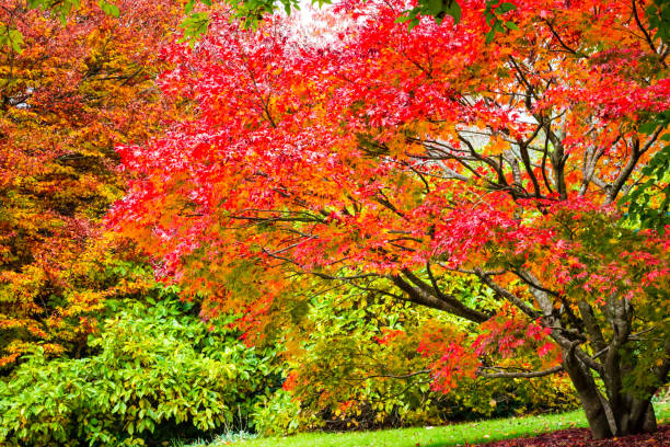 istock Autumn fall leaves on trees in garden Mt Tomah Australia 812260020