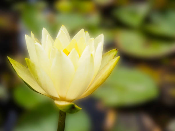 istock yellow lotus in the pond 812262222