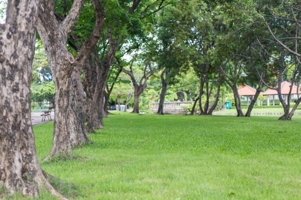 istock row of tree in the park 812262286