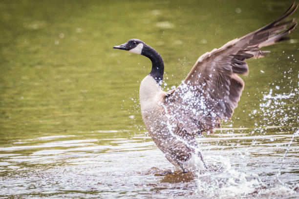 istock Canada Goose – Branta Canadensis 812266980