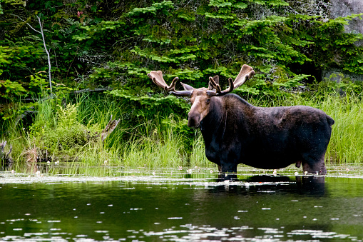 Bull moose standing in Lake inside Algonquin Provincial Park
