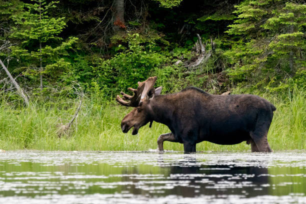 bull moose - international wildlife conservation park imagens e fotografias de stock