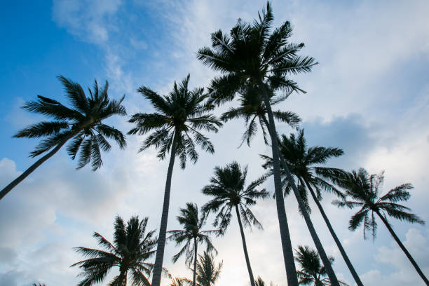 istock palm trees at beautiful sunset time 812269520