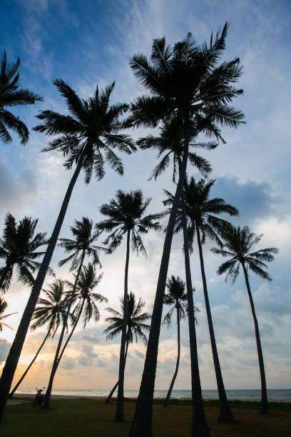 istock palm trees at beautiful sunset time 812269530