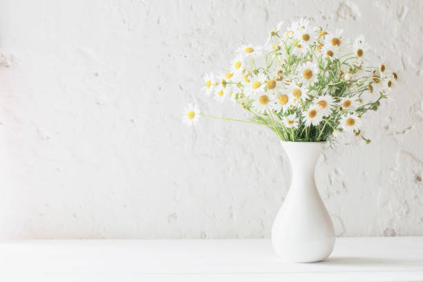 camomilla in vaso su sfondo bianco - daisy flowers foto e immagini stock