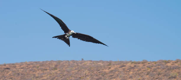 istock Holy spirit island. Mexico 812298288