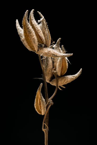 istock Milkweed Prairie Plant 812312322