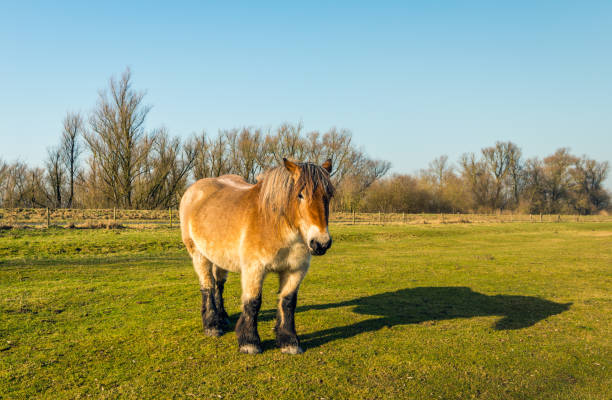 caballo de tiro belga y su sombra en un soleado día de invierno - draft horse fotografías e imágenes de stock