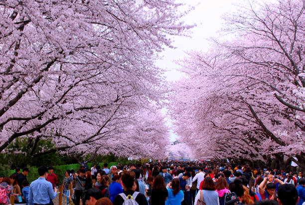 Crowd of people surrounded by cherry blossoms