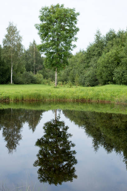 istock reflection of the green tree in a pond 812327914