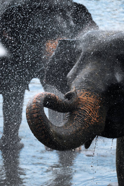 istock Asiatic small elephant having a bath in the river, Sri-Lanka 812334274