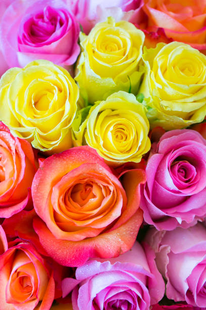 istock Bouquet of multicolored roses for wedding ceremony 812334592