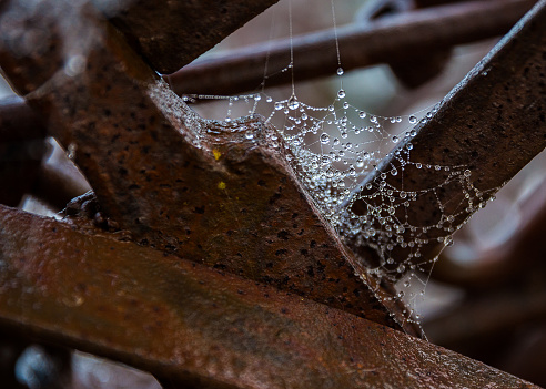 spider web standing on leaves