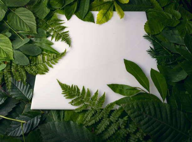 istock natural foliage of leaves with copy space for text 812356726