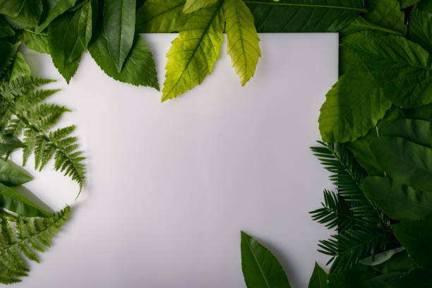 istock natural foliage of leaves with copy space for text 812356732
