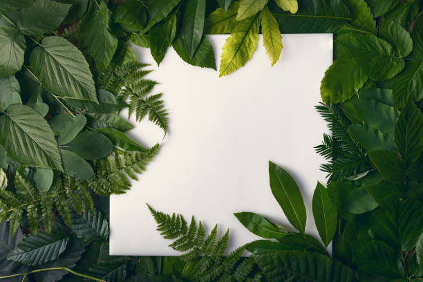 istock natural foliage of leaves with copy space for text 812356736