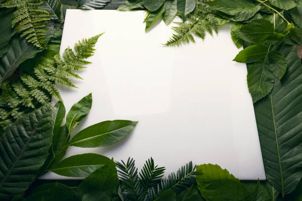istock natural foliage of leaves with copy space for text 812356756