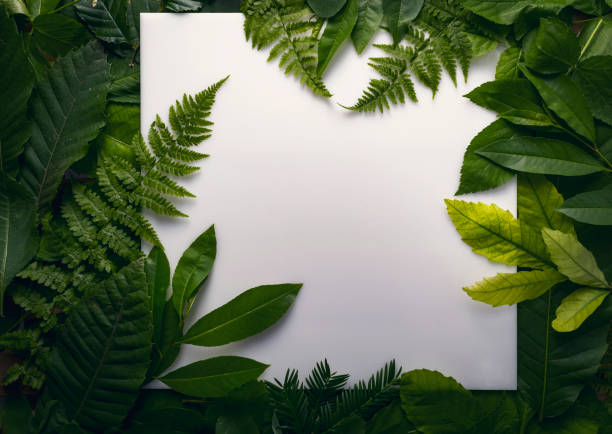 istock natural foliage of leaves with copy space for text 812356776