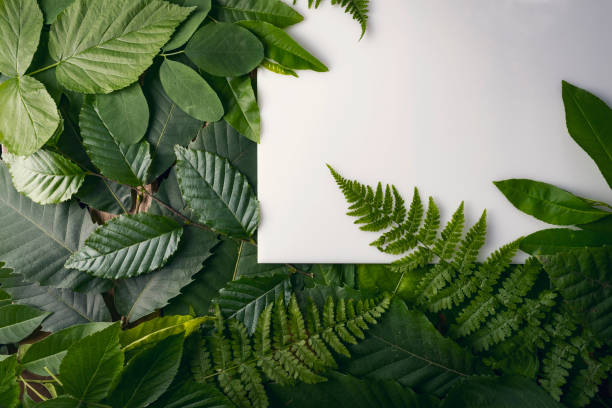 istock natural foliage of leaves with copy space for text 812356794
