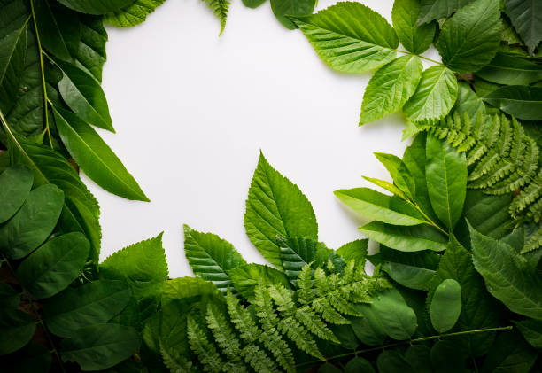 istock natural foliage of leaves with copy space for text 812358836