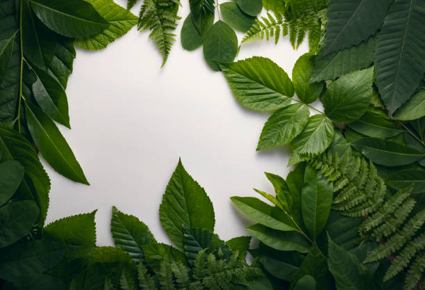 istock natural foliage of leaves with copy space for text 812358846