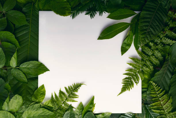 istock natural foliage of leaves with copy space for text 812360192