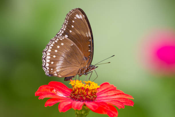 istock Butterfly on flowers in forest 812368786