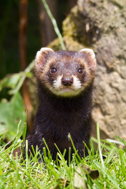 Mustela Putorius Polecat coming up from its den polecat stock pictures, royalty-free photos & images