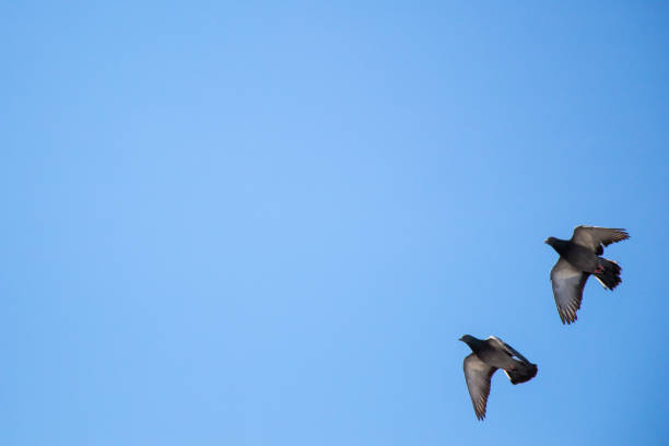 istock Twin pigeons flying in  air 812376224