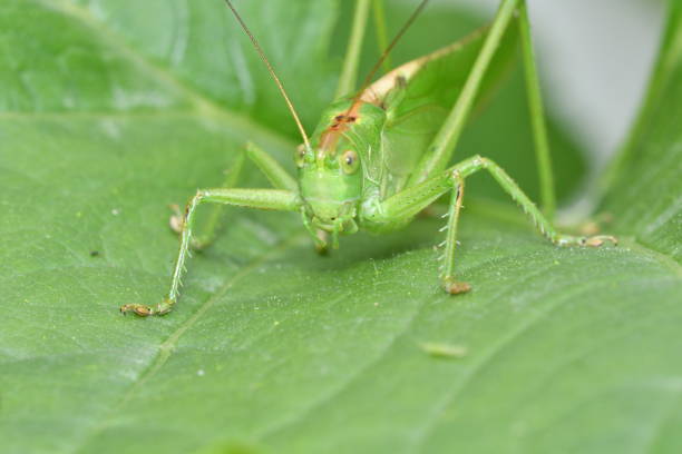 istock camouflage grasshoppers insects on the grass 812379092