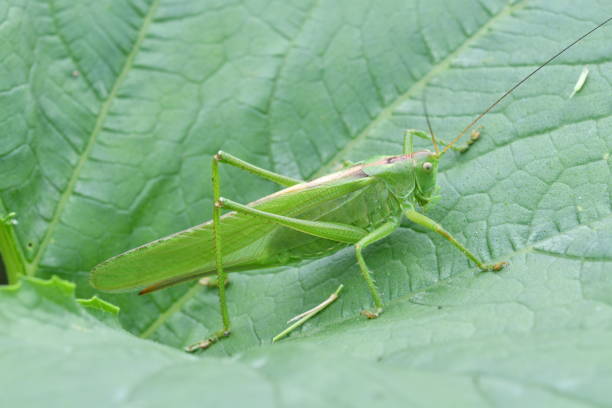 istock camouflage grasshoppers insects on the grass 812379100