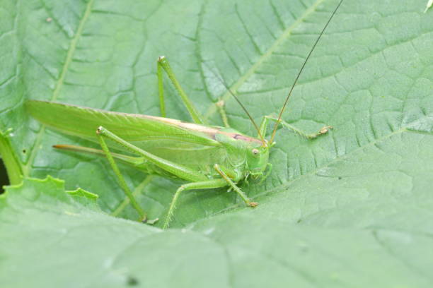 istock camouflage grasshoppers insects on the grass 812379298
