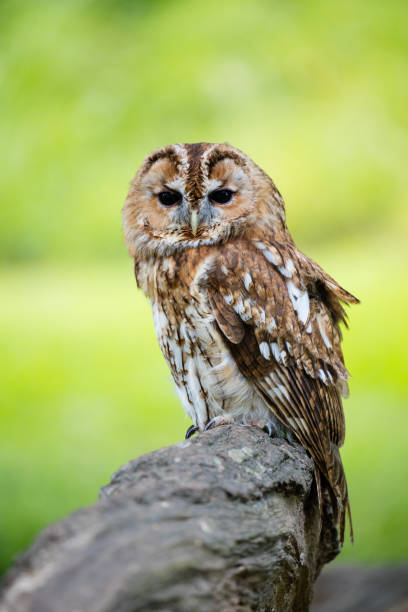 istock Tawny Portrait 812384036