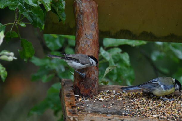 istock blue titmouse in the fodder rack 812384058