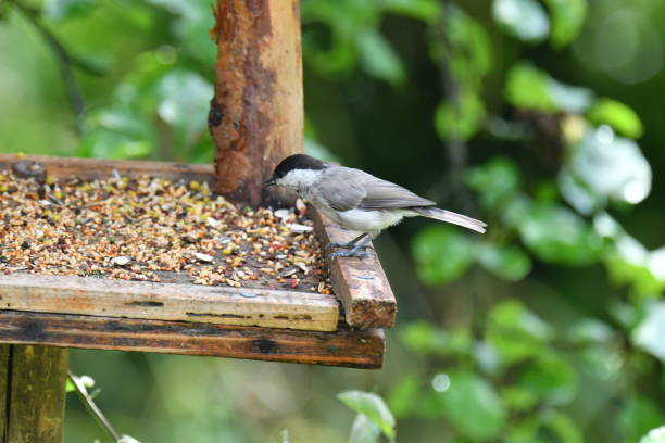 istock blue titmouse in the fodder rack 812392460