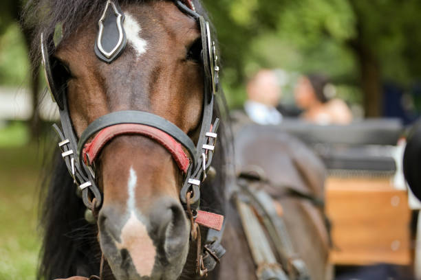 istock Beautiful brown horse 812393100