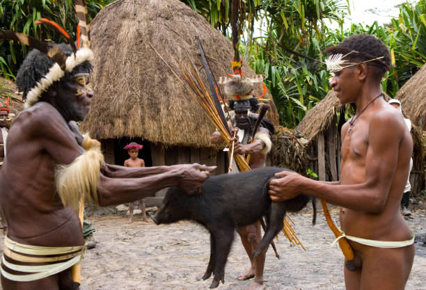 Ritual killing of pigs in Dani tribe. Ritual killing of pigs in Dani tribe. July 2009, 2012 The Baliem Valley, Indonesian, New Guinea stone age stock pictures, royalty-free photos & images