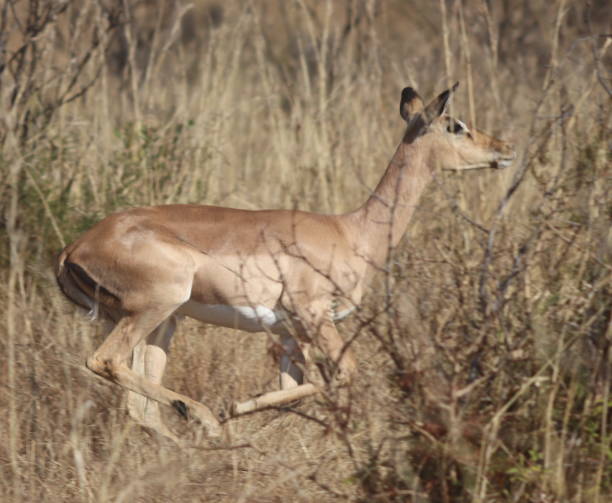 istock Female Kudu Fleeing 812398964