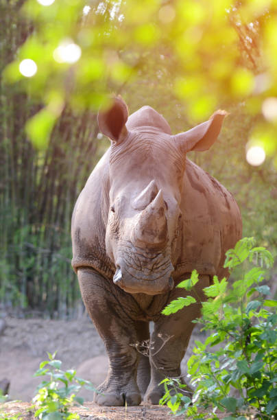 istock white rhinoceros standing behind the bush 812401344