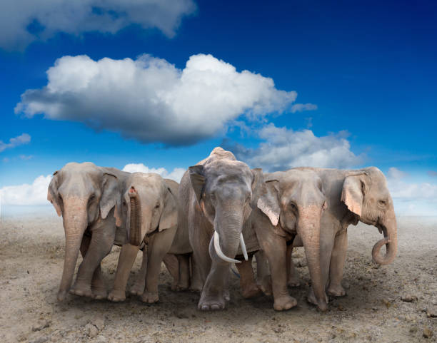 istock asia elephant standing on the ground 812401494