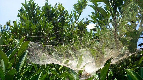 Unripe oranges tree and spider's web