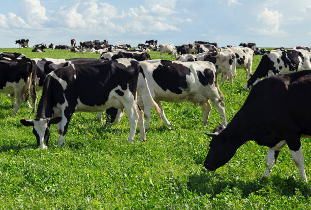 istock Black and white cows on a field 812407674