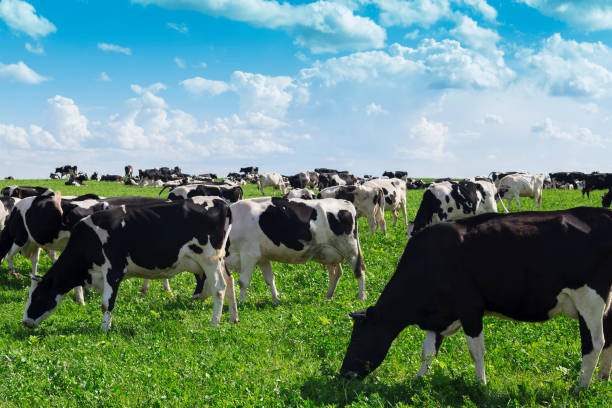 istock Cows grazing on a green field 812407792