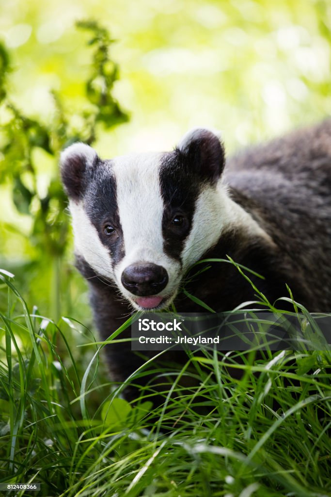 Cheeky Badger Badger sticking his tongue out Badger Stock Photo
