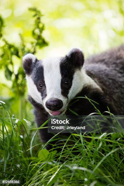 Cheeky Badger Stock Photo - Download Image Now - Badger, UK, Animal Hair