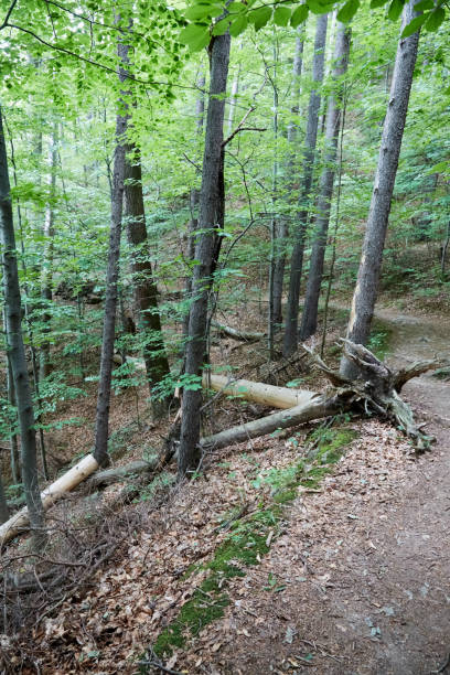 istock Fallen trees in a beech forest Southwest Poland 812413780
