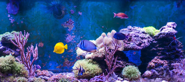 リーフタンクは、水中の動物を維持するための水で満たされた海洋水族館。日を表示します。 - animal fish tank aquatic beauty in nature ストックフォトと画像